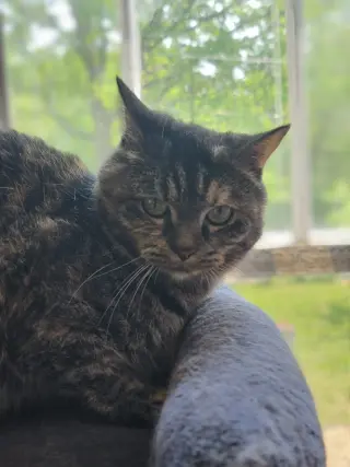 Missy