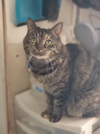 Missy