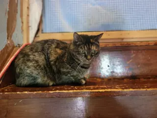 Missy