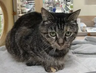 Missy