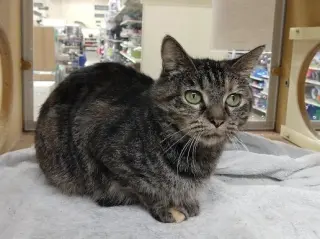 Missy
