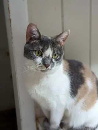 Violet