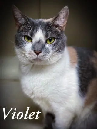 Violet