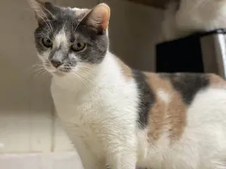 Violet