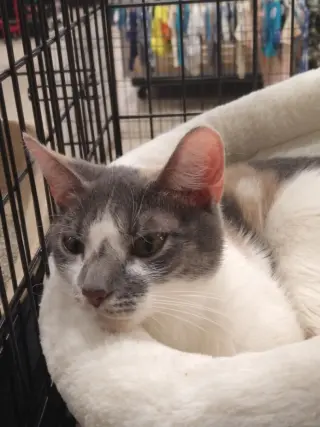 Violet