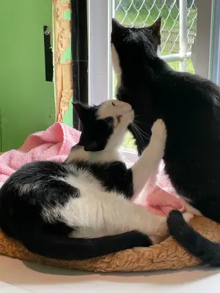Bambi