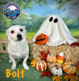 Bolt