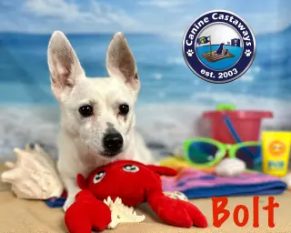 Bolt