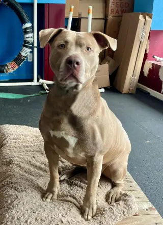 Sophie
