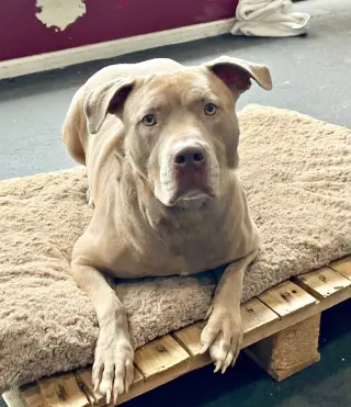 Sophie