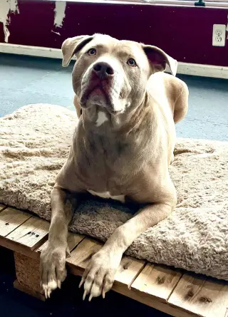 Sophie