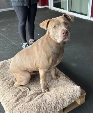 Sophie