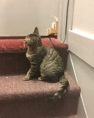 Ricardo