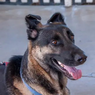 Milo
