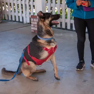 Milo