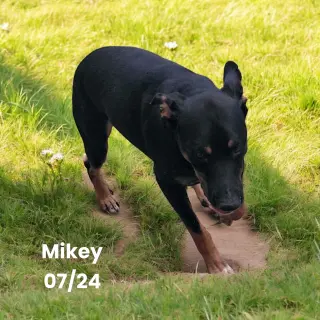 Mikey