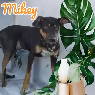 Mikey