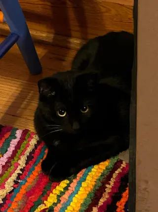 Bridgette