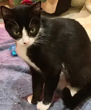 Nala