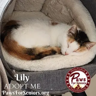 Lily