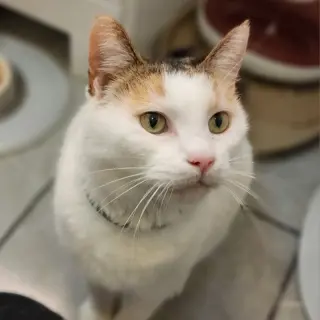 Lily