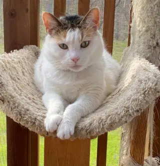 Lily