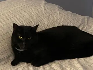 Sammy