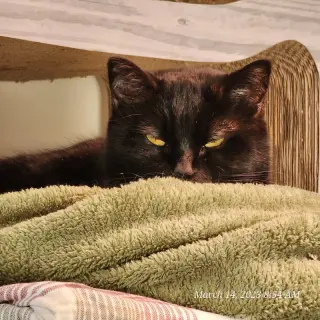 Sammy