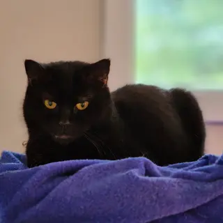 Sammy