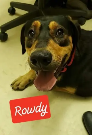ROWDY - COMING SOON!