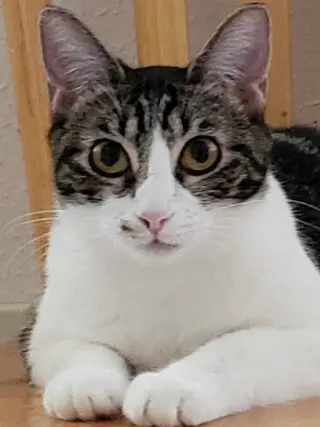 Sharleen #stunning-whiskers