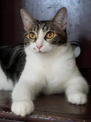 Sharleen #stunning-whiskers