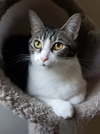 Sharleen #stunning-whiskers