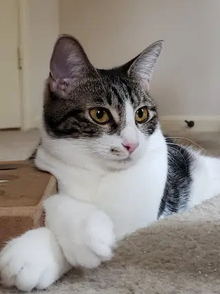 Sharleen #stunning-whiskers