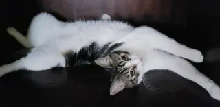 Sharleen #stunning-whiskers