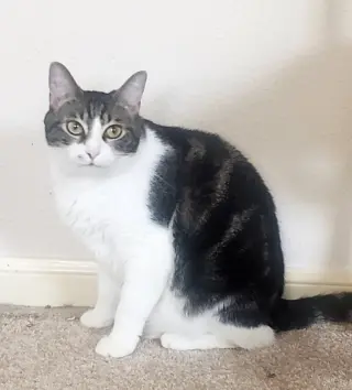 Sharleen #stunning-whiskers