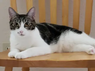 Sharleen #stunning-whiskers