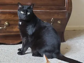 Julian