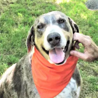 Duke