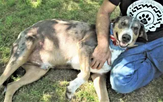 Duke