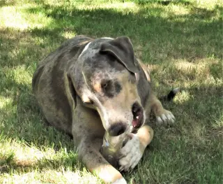 Duke