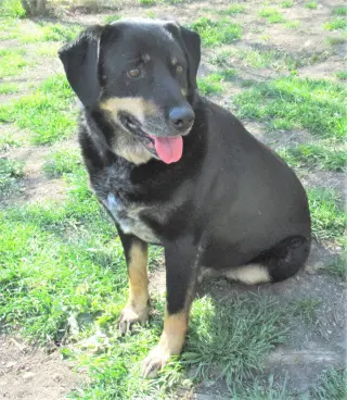 Jed