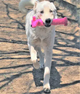 Zorro