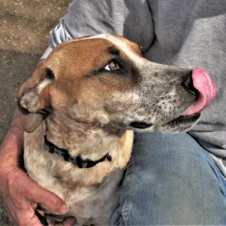 Pepper