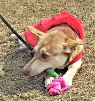 Layla