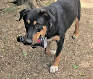 Scout