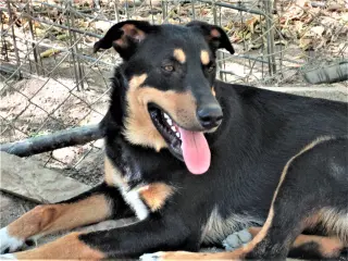 Scout