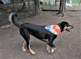 Scout