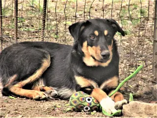 Scout