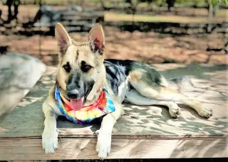 Sheba